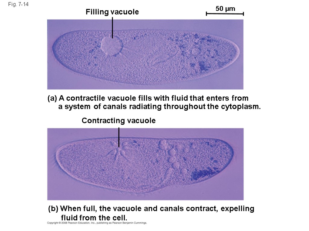 Fig. 7-14 Filling vacuole 50 µm (a) A contractile vacuole fills with fluid that